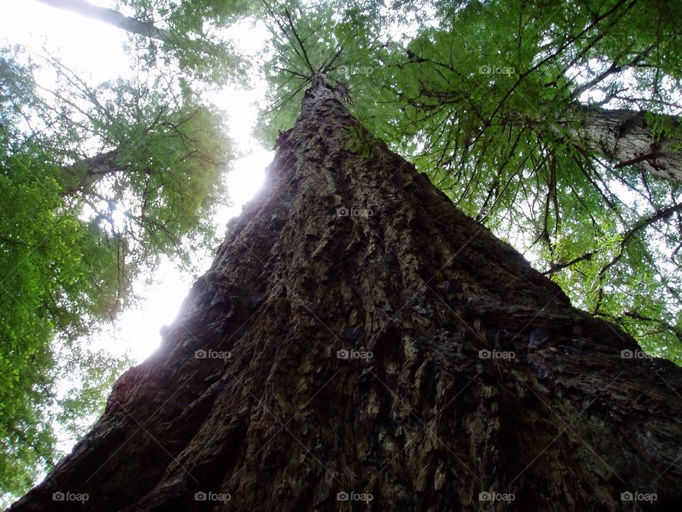 The Great Redwoods