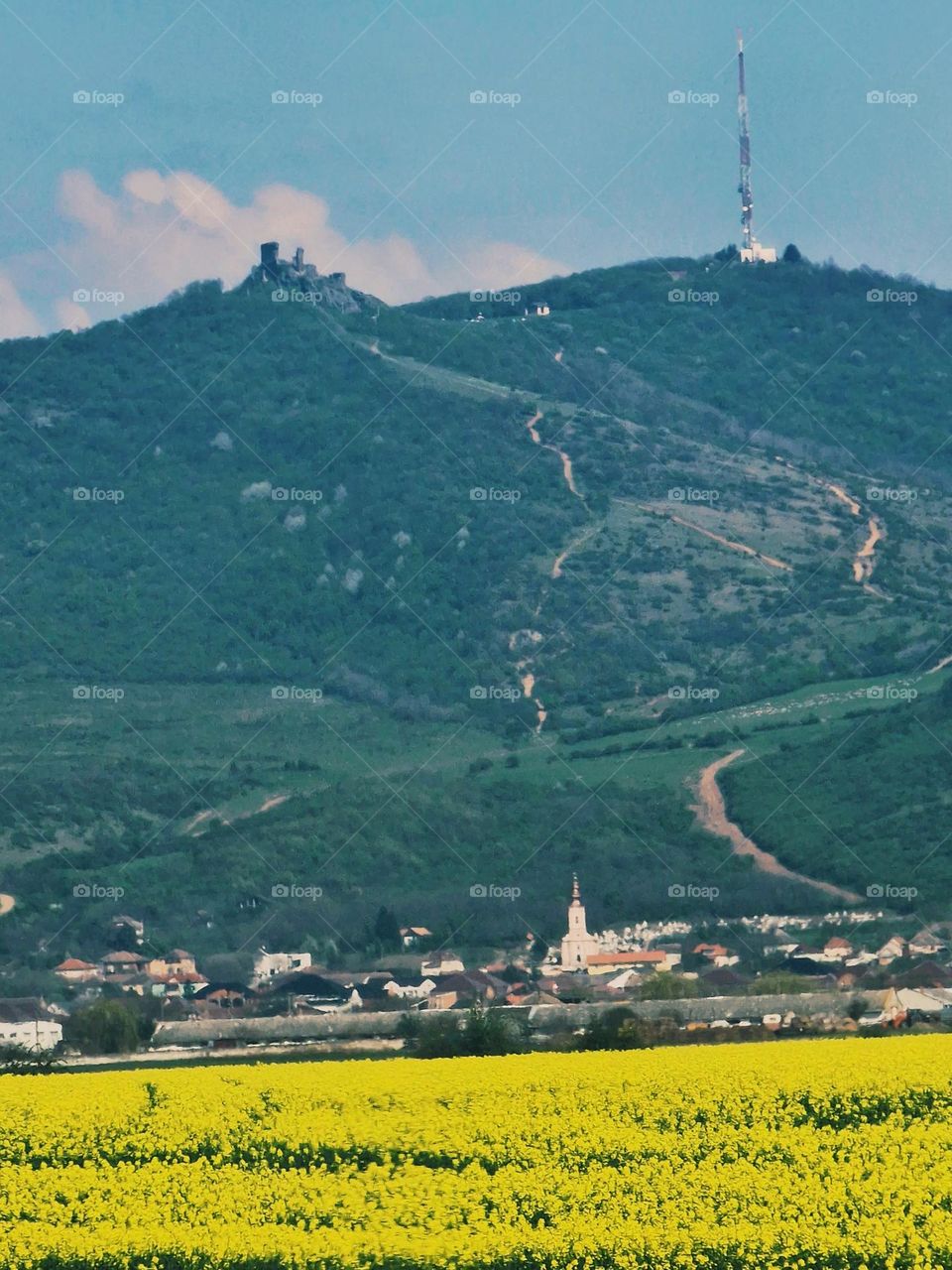 Rape field at the foot of the Syria city