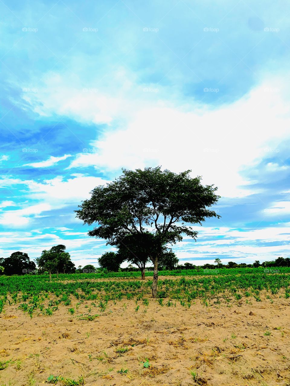 This Mopane trees grew in the middle of our mahangu field. Green looks so beautiful with the blue sky.