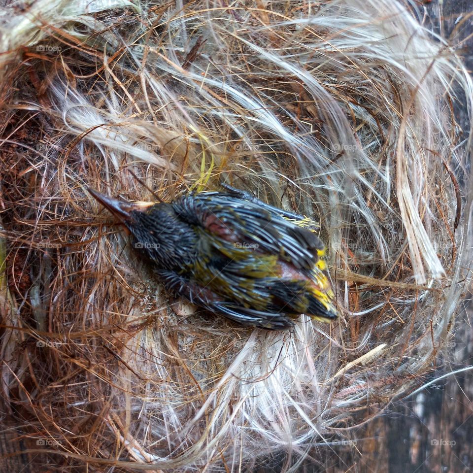 Newly hatched little bird in the nest