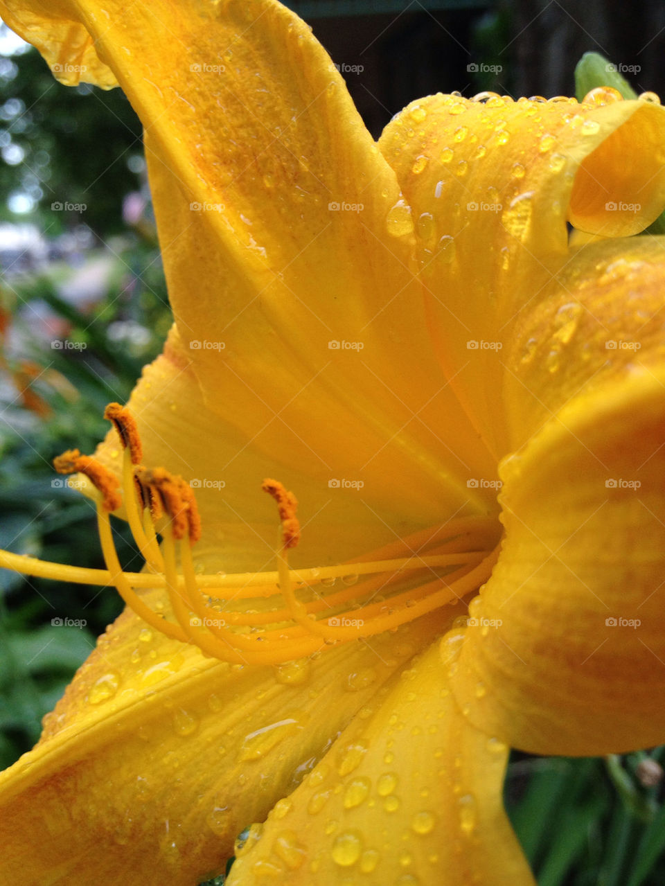 green flowers garden yellow by somebeach