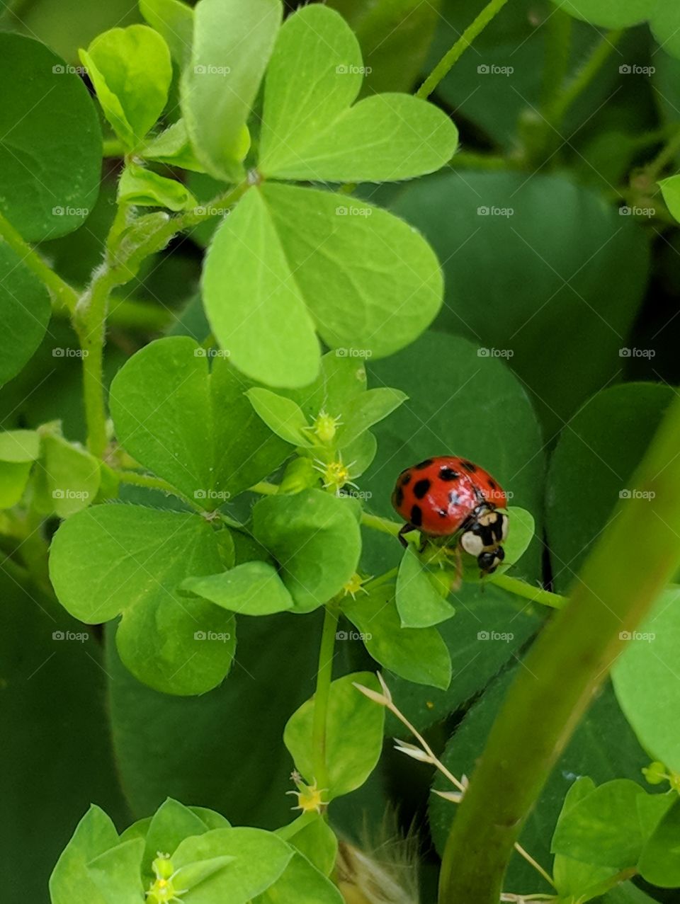 Ladybug on a Clover