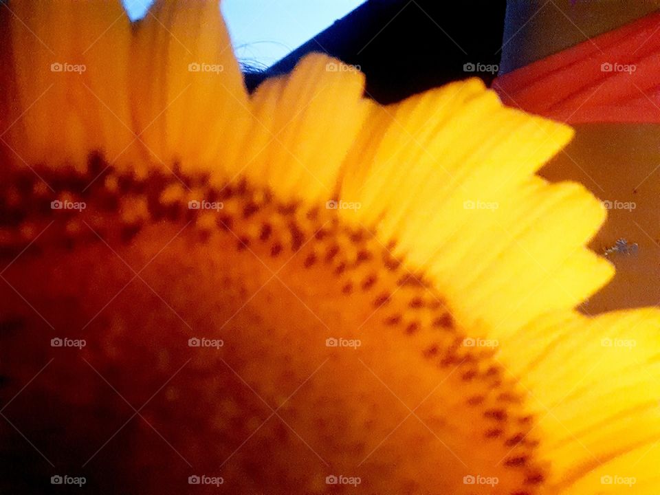 sunflower at night