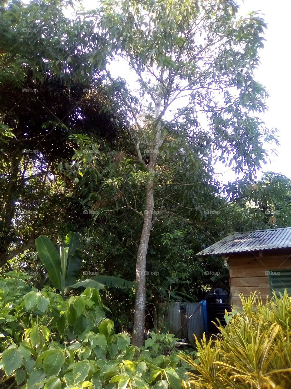 this morning I was in the house and I here some dog barking but I know it was not my dog.