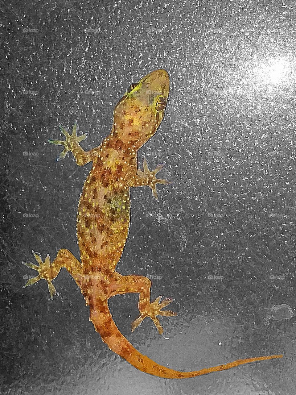 gecko on glass