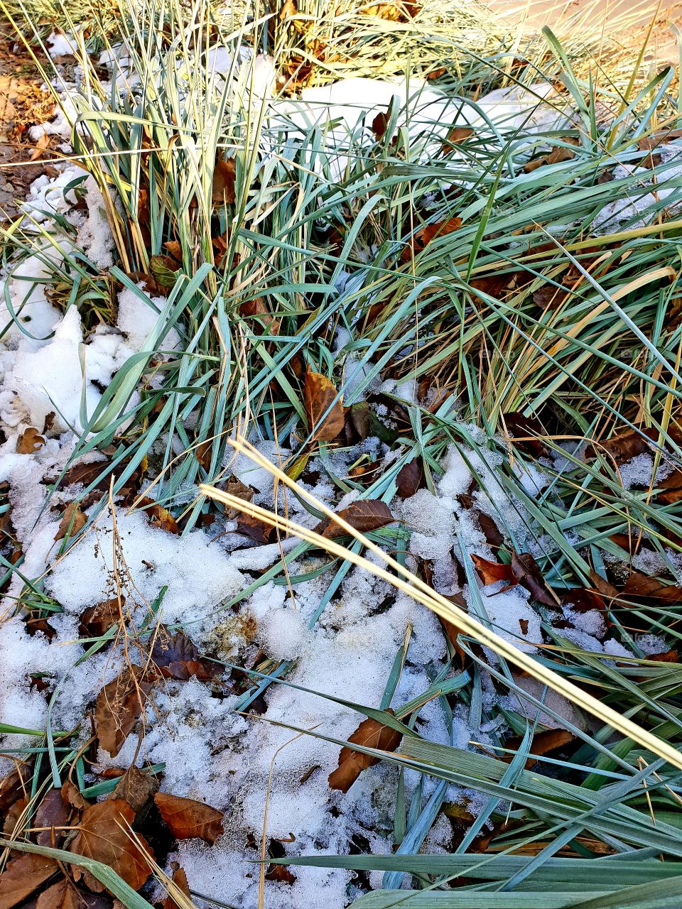 grass and snow in city