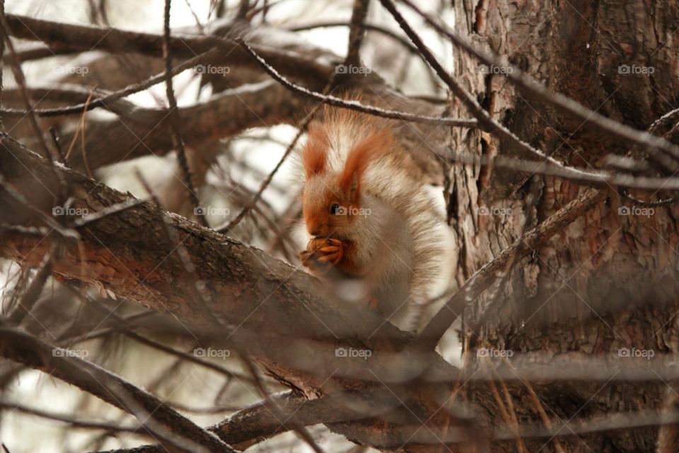 A squirrel gnaws a walnut