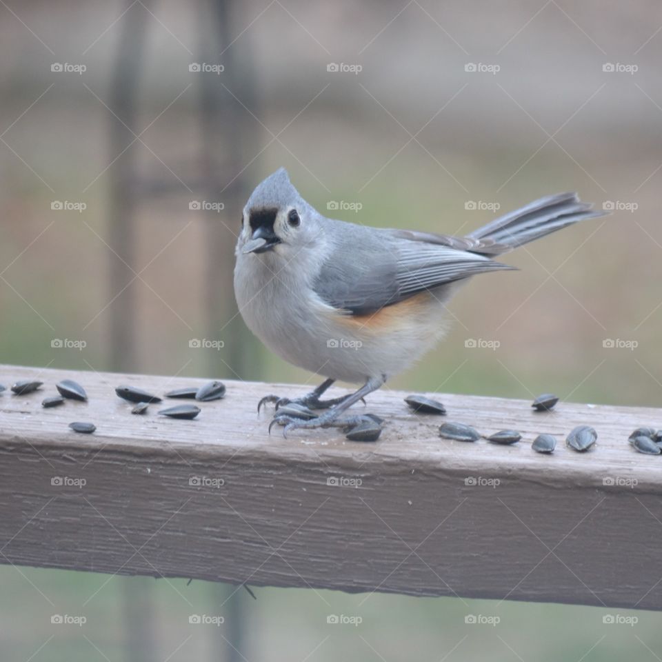 Tufted titmouse
