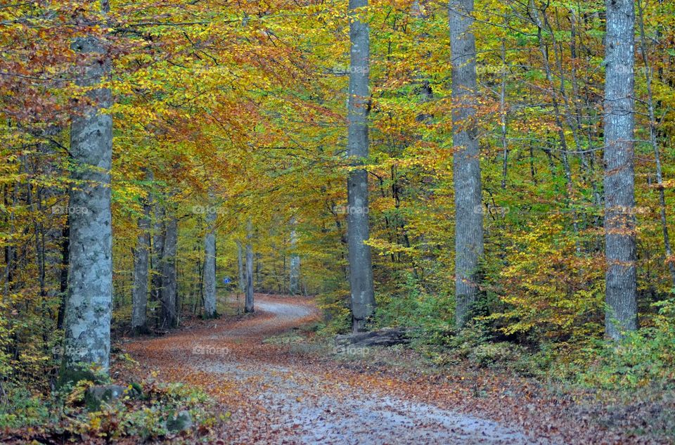 Gravelroad road through the woods in sweden