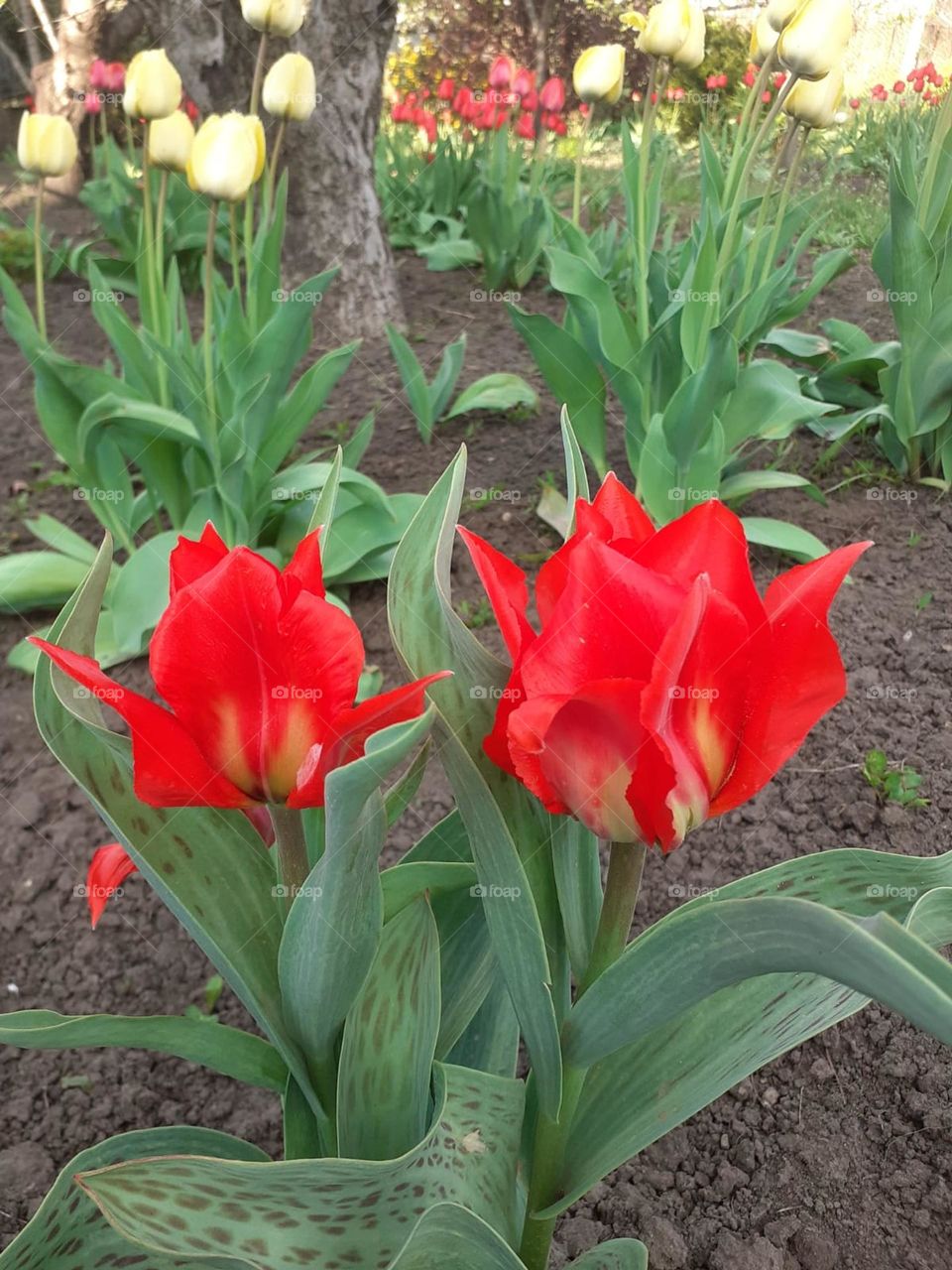 Red tulips.