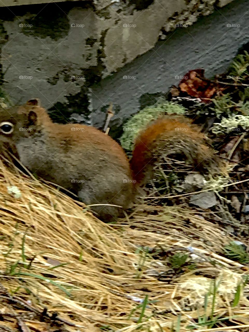Curious red squirrel 