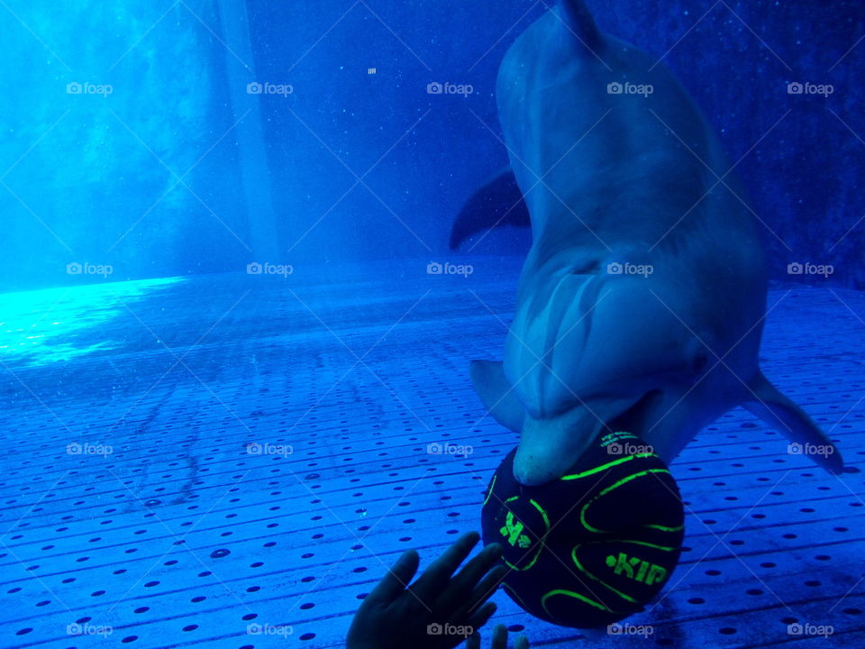 Dolphin - Acquario di Genova