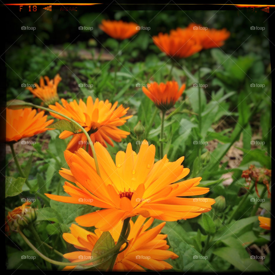 Calendula