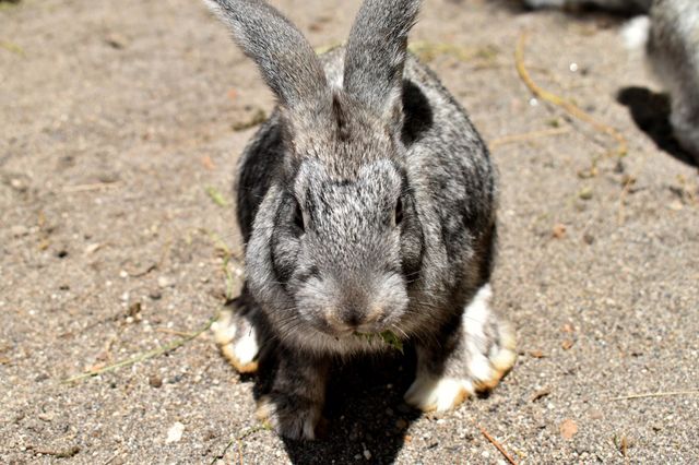 Rabbit 