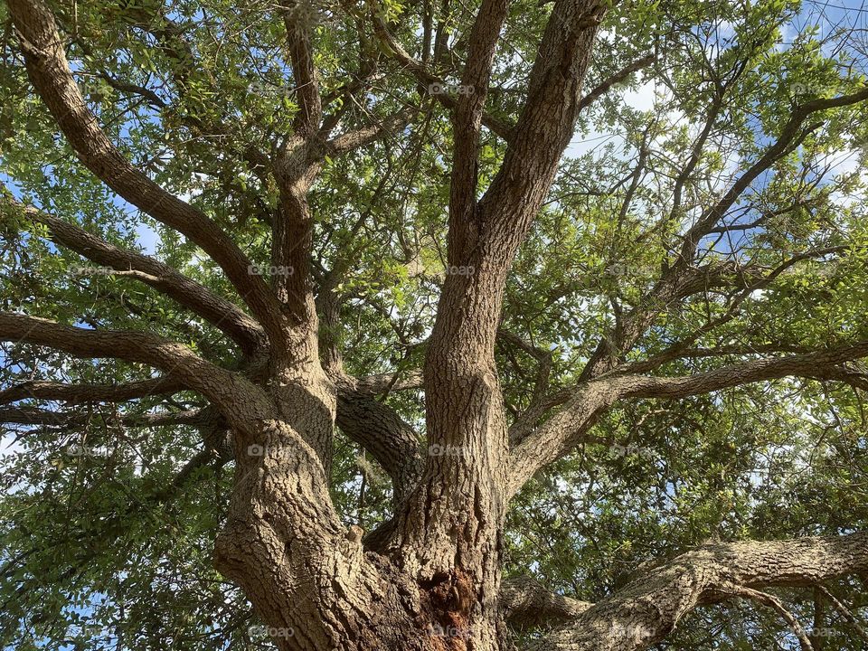 Majestic oak.