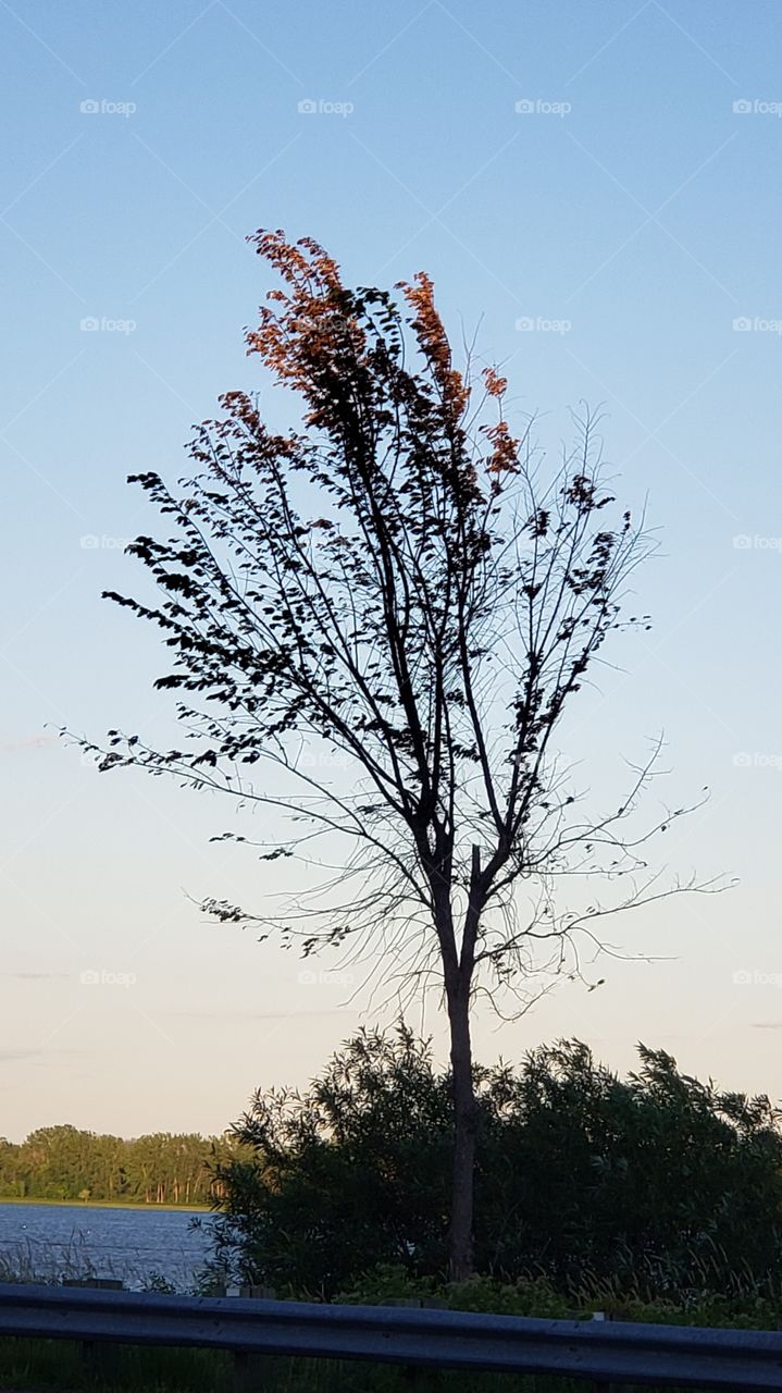 Lonely in the Sunset