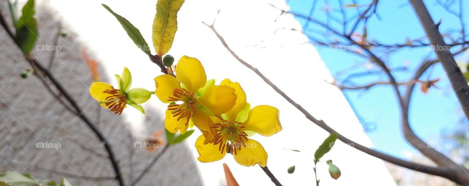 Yellow flower