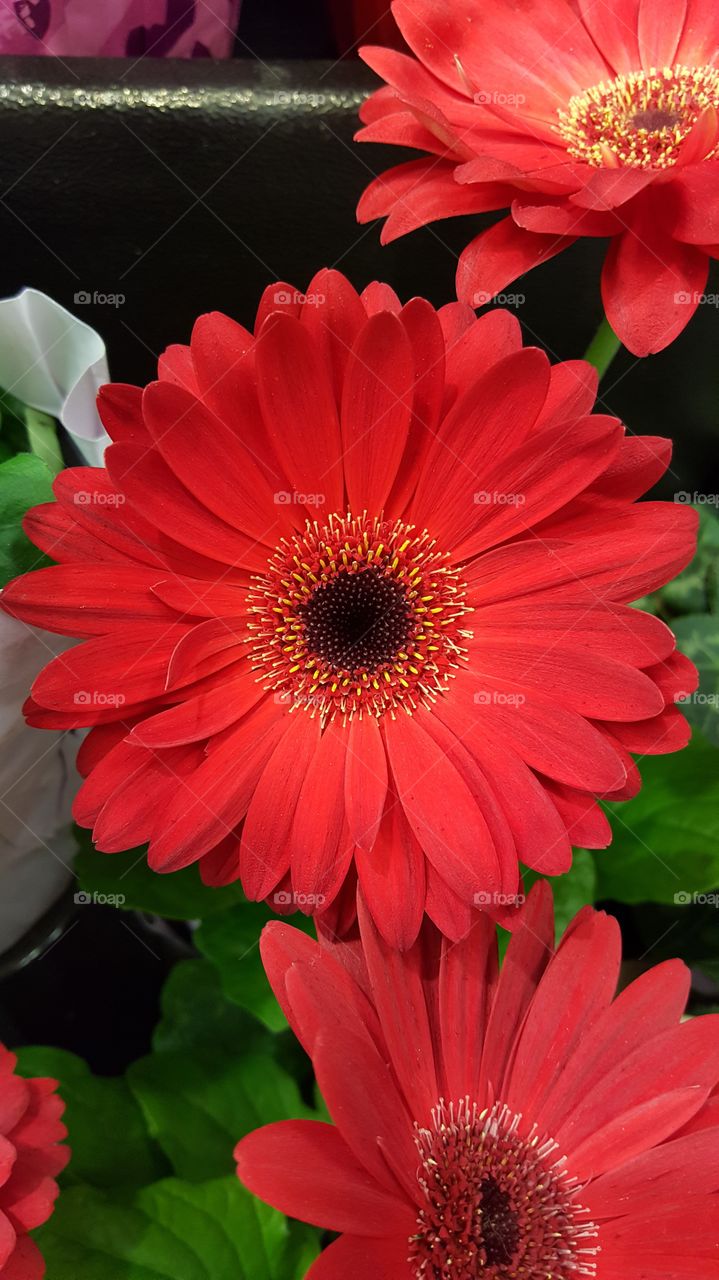 Flowered Red
