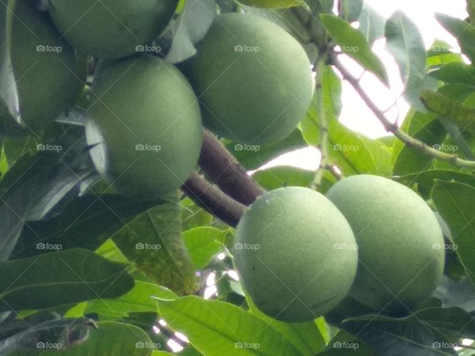Mango Fruit