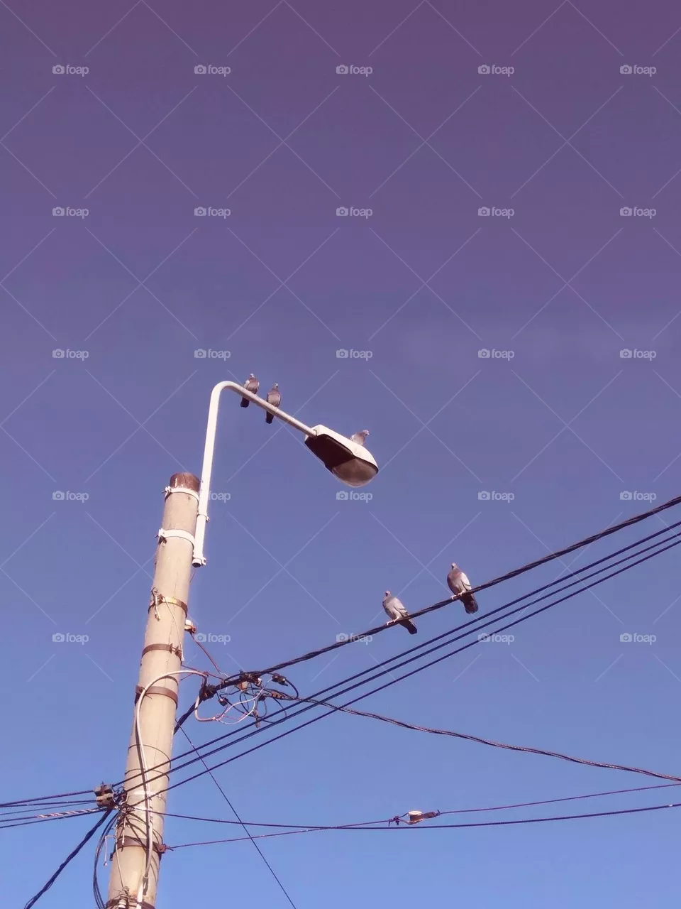 Birds