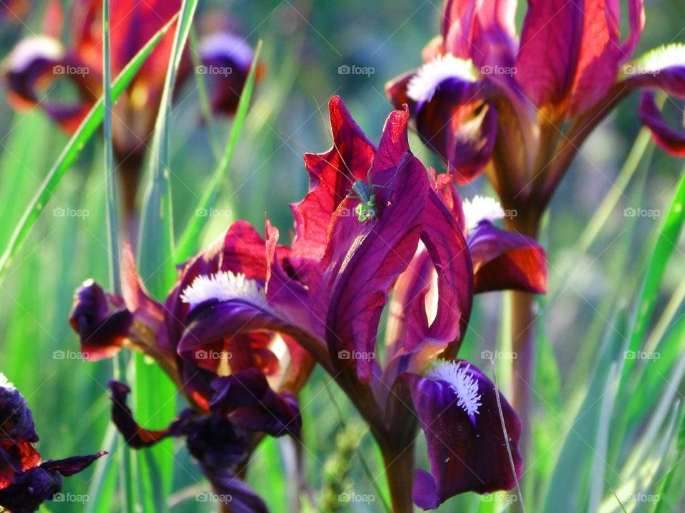 Beautiful flowers