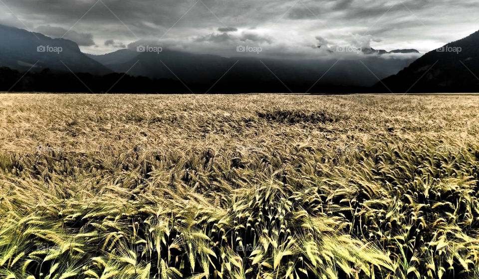 cornfield in the mountains, cloudy sky.