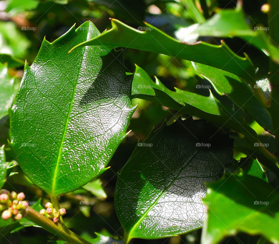 green macro close leaves by delvec