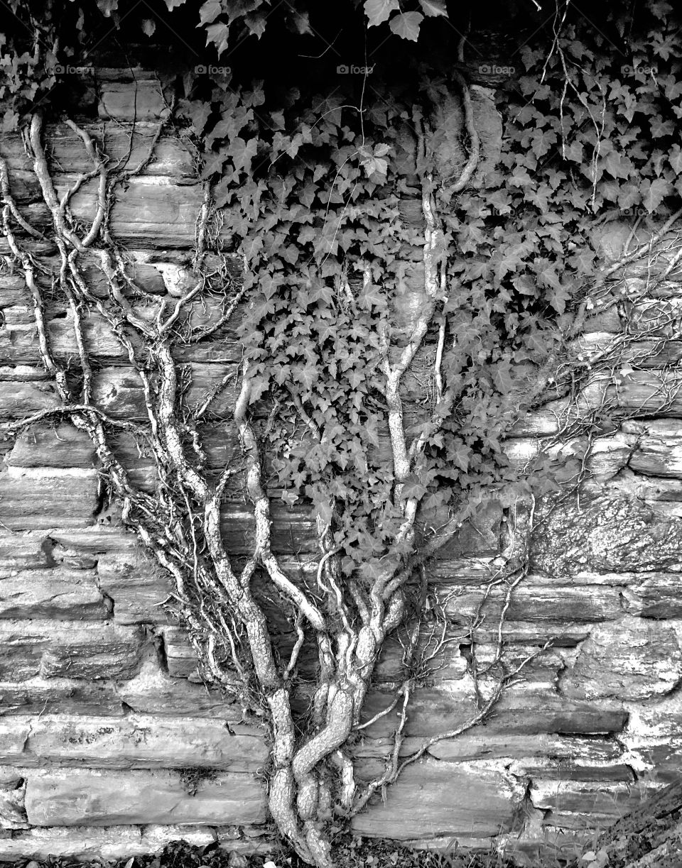 Vines growing on stonewall at park 
