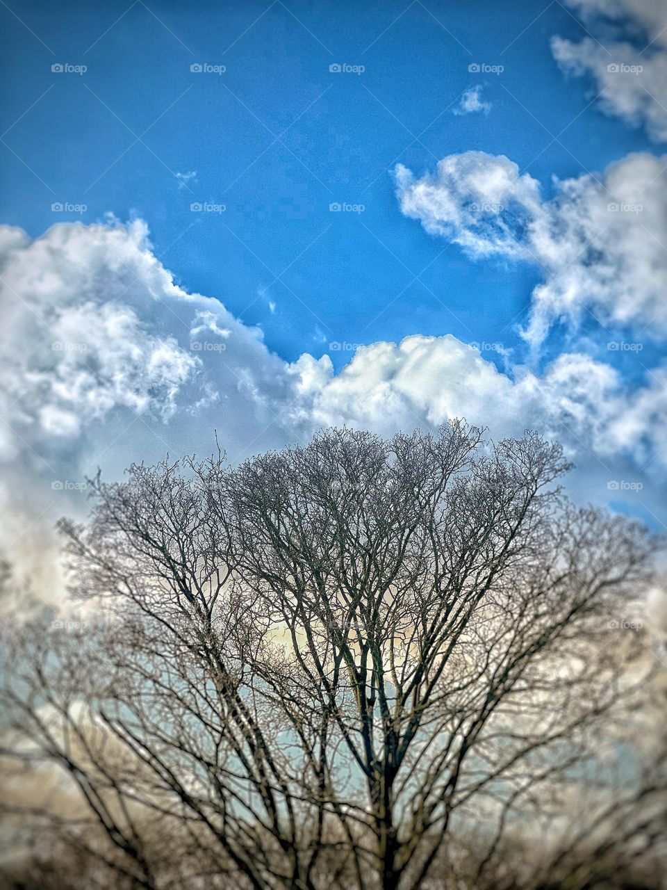Cloud ,sky, tree 