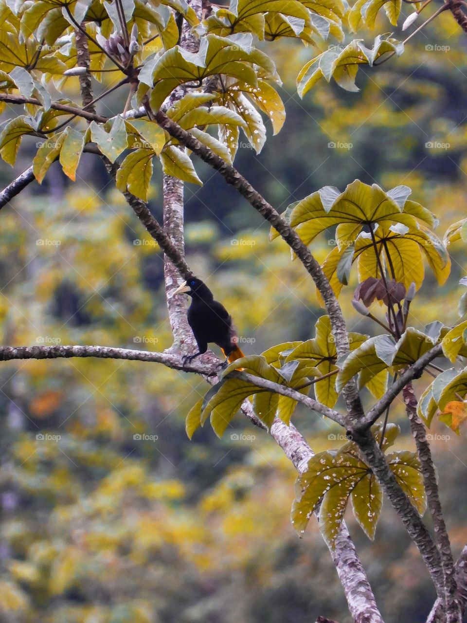 Um lindo pássaro 📸