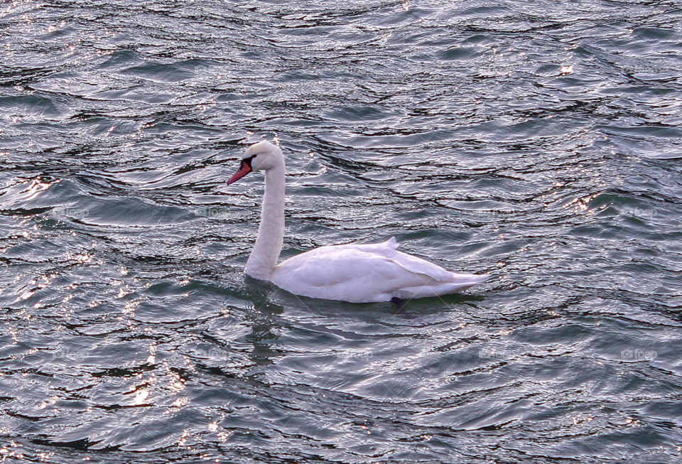 A beautiful swan in the lake of Piatra Neamt, city of Romania.