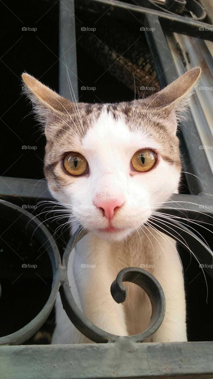 Beautiful cat looking at camera.