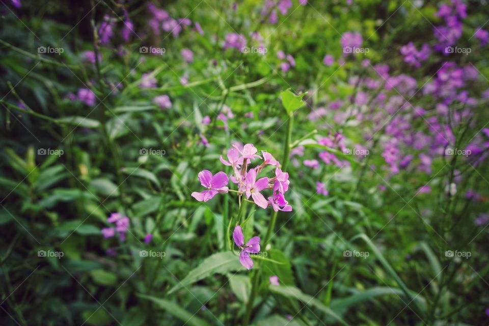 High angle view of purple flowers