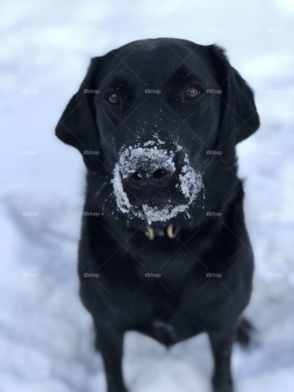 Snow nose 