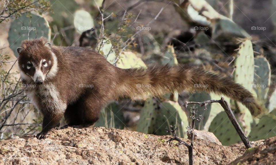 Coati Standing on Desert Cliff