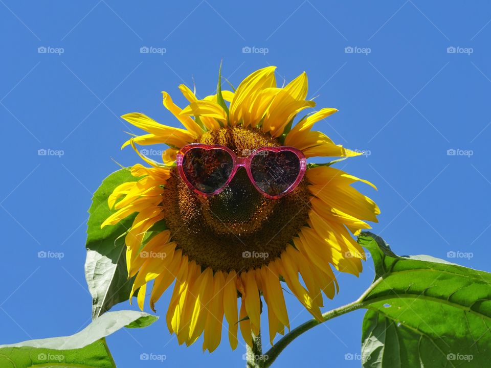 Funny sunflower