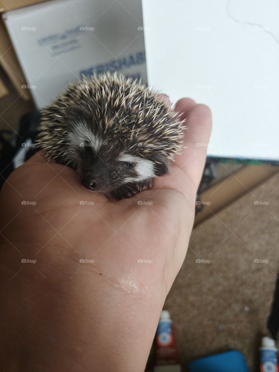 Baby Hedgehog Discovery