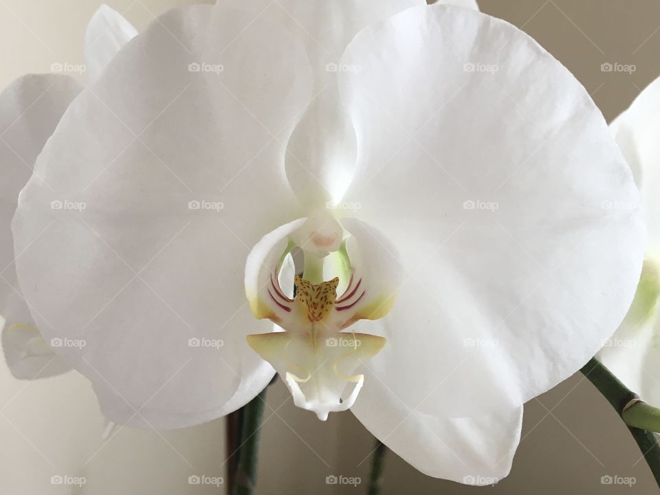 Pure white orchid