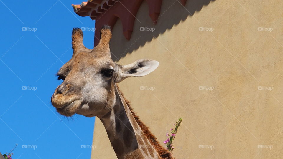 Giraffe