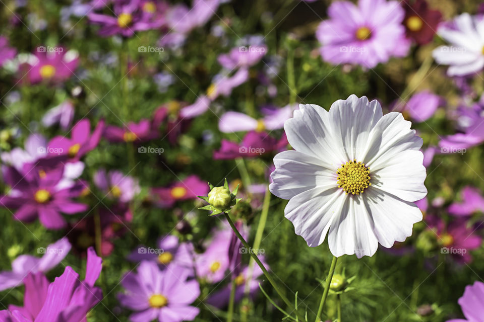 Colorful Cosmos sulphureus Cav flowers in garden.