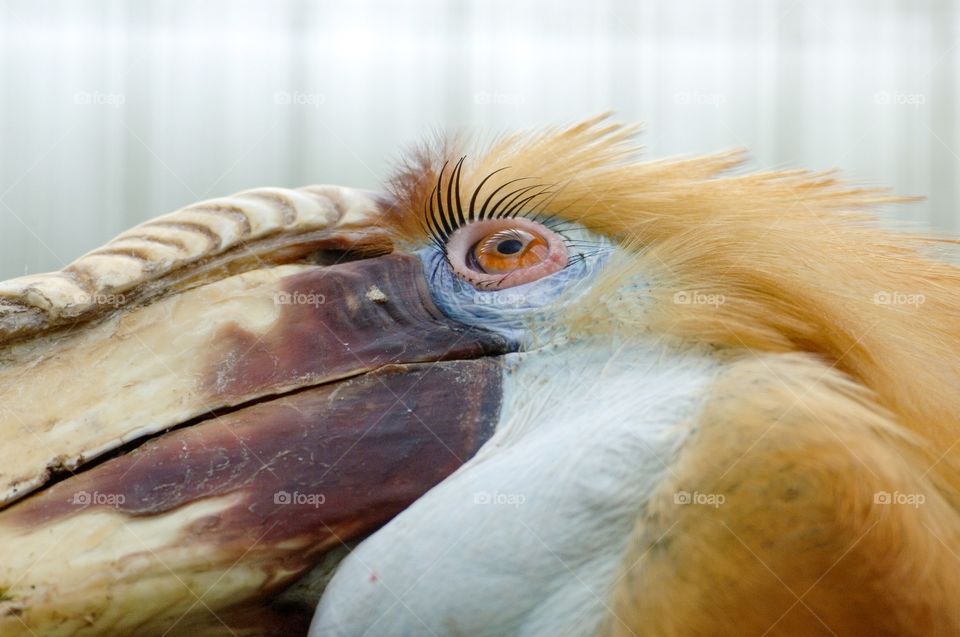 Close up bird