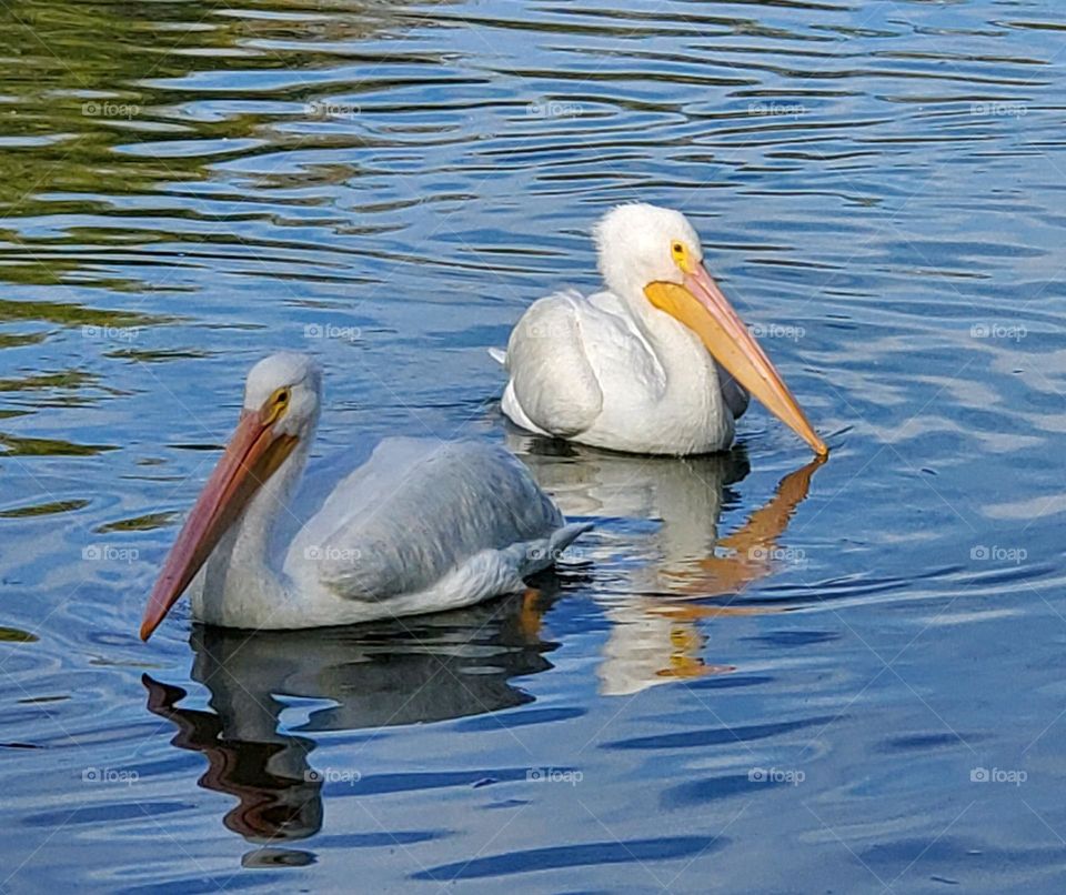 Two White Pelicans in Water
