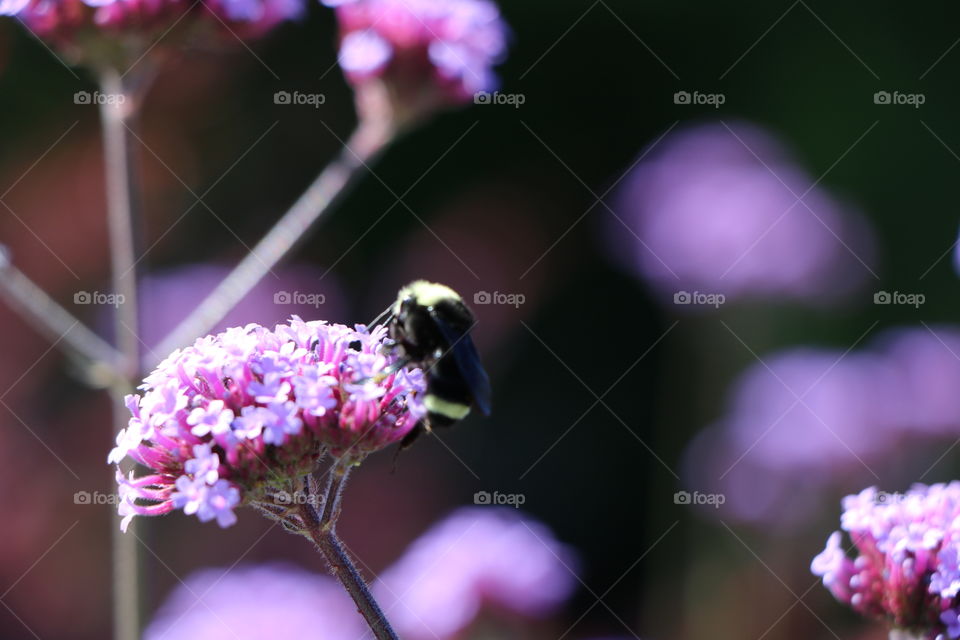 Macro - flower and bug