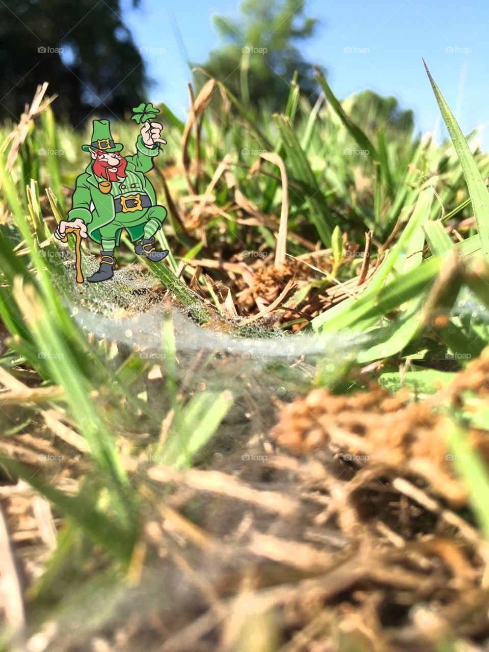A wee little leprechaun on a Spiderweb in the grass with dew on the web