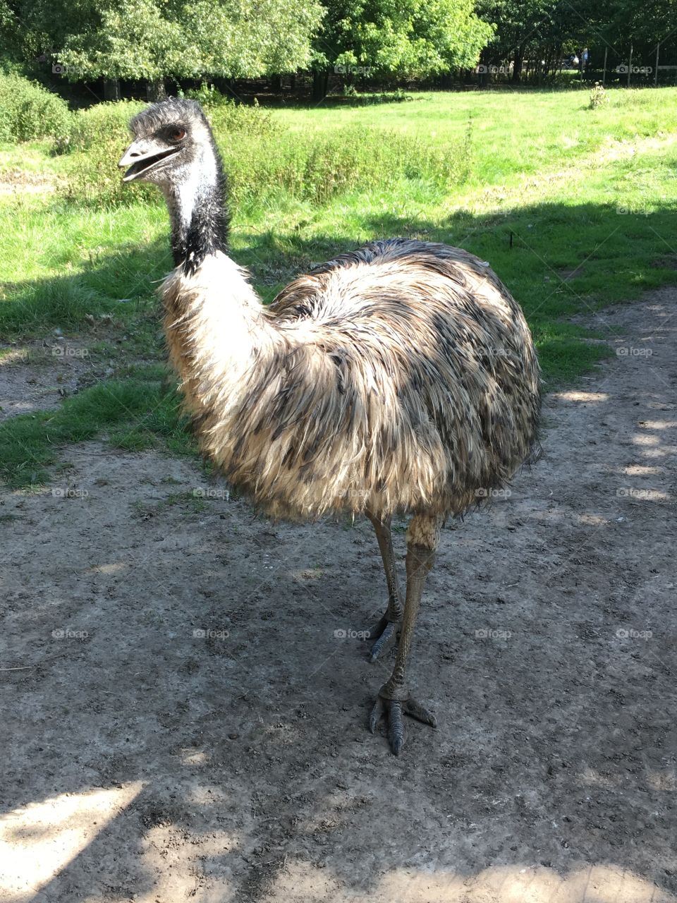 Ostriches 