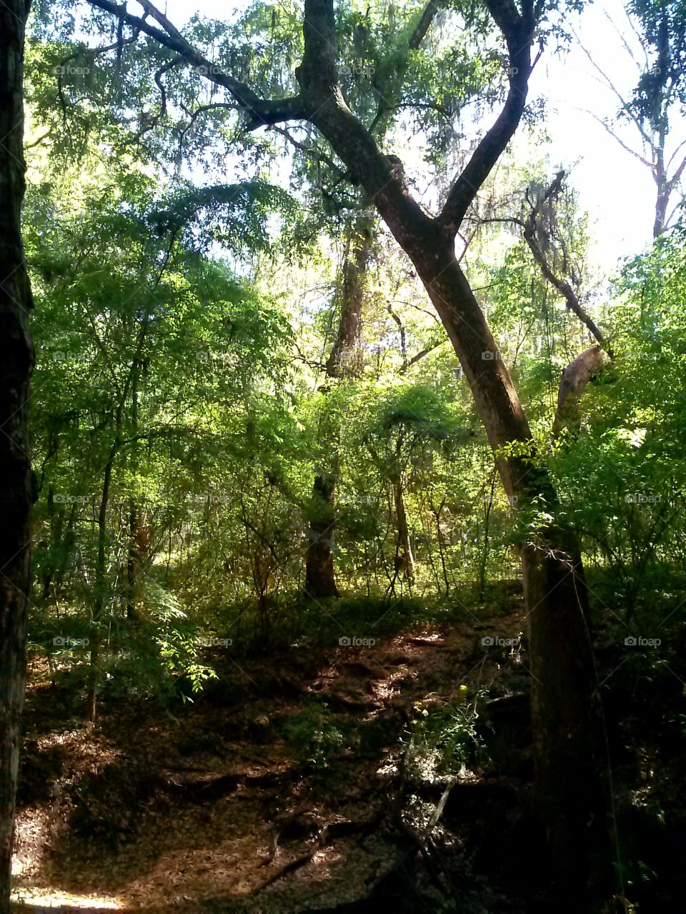 nature made. natural steps created by tree roots