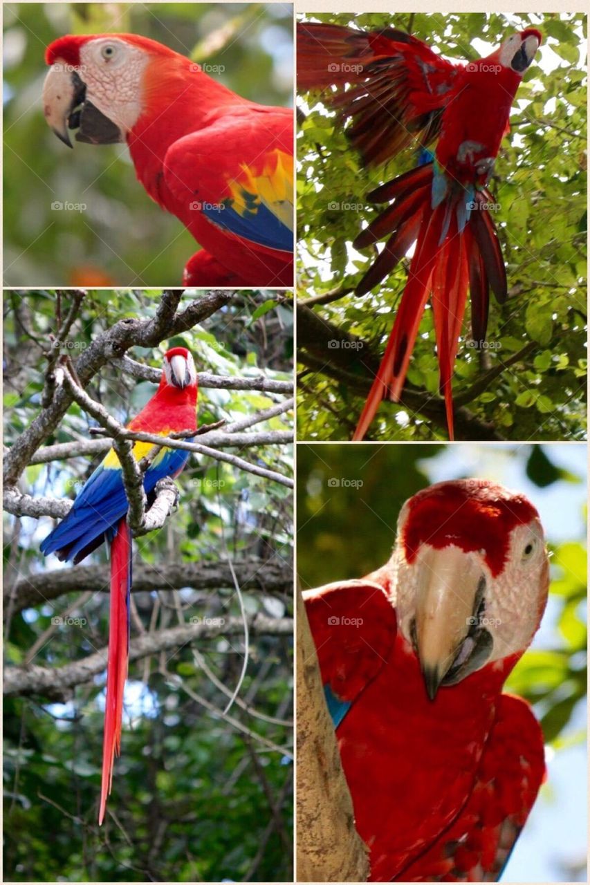 Wild Parrot Collage