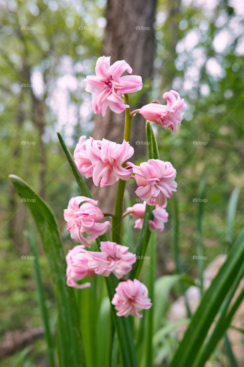 Baby pink