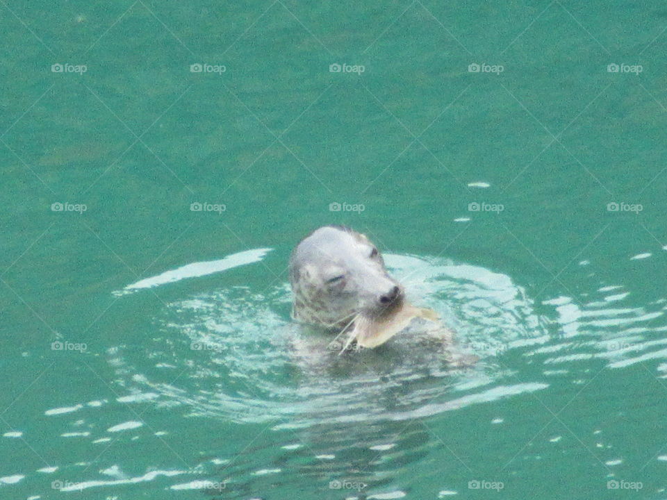 Seal eating a fish
