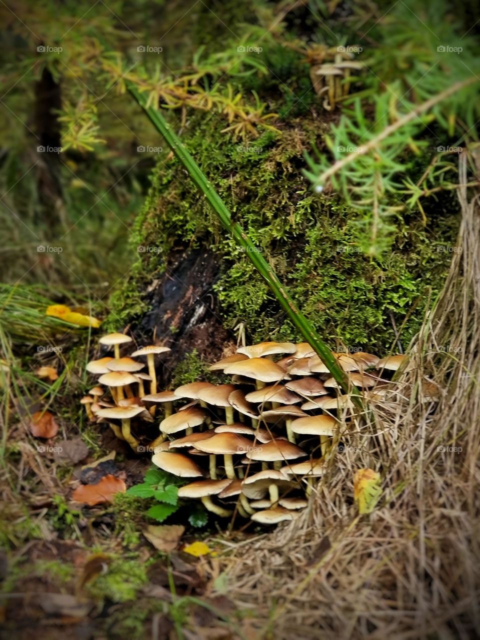 Mushrooms at treestomp